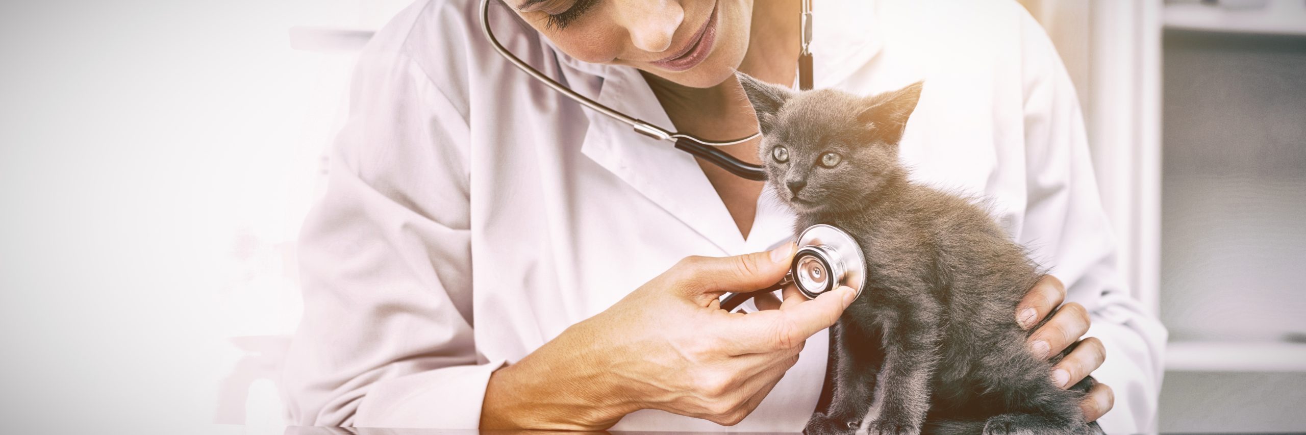 Vet examining kitten with stethoscope doctor using stethoscope on a kitten
