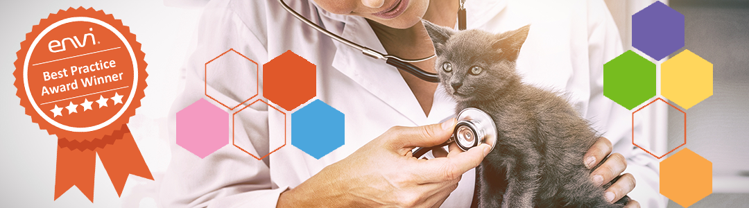 doctor using stethoscope on a kitten